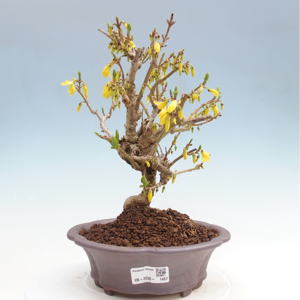 Outdoor bonsai - Zlatice - Forsycja koreańska