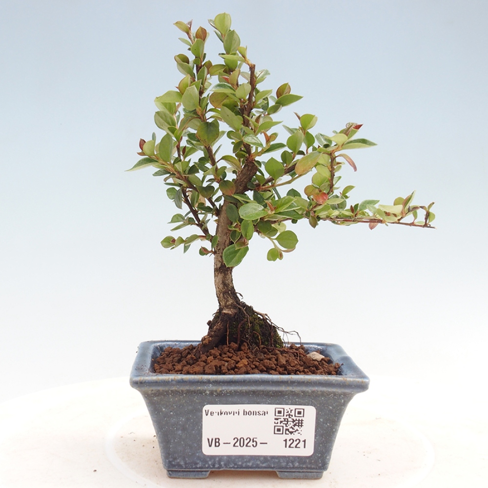 Plenerowe bonsai - Irga pozioma - Drzewo skalne