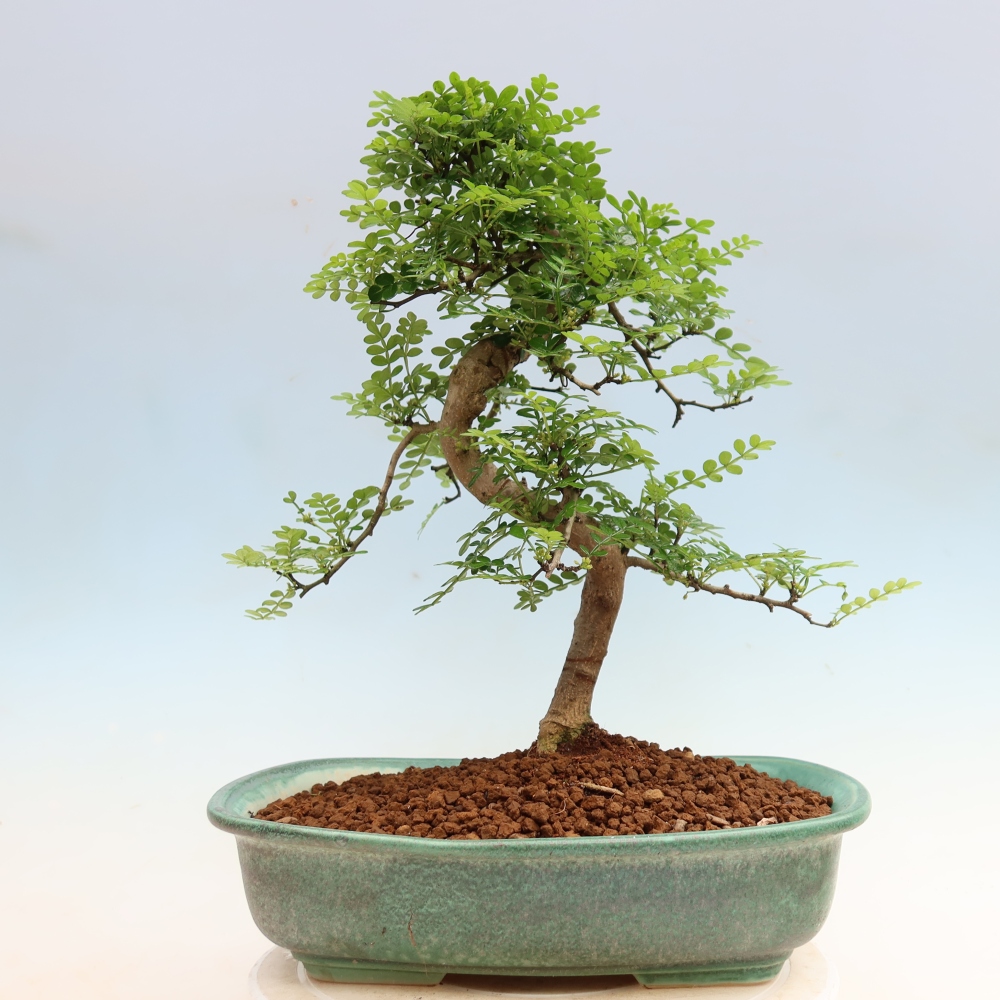 Pokój bonsai - Zantoxylum piperitum - drzewo pieprzowe