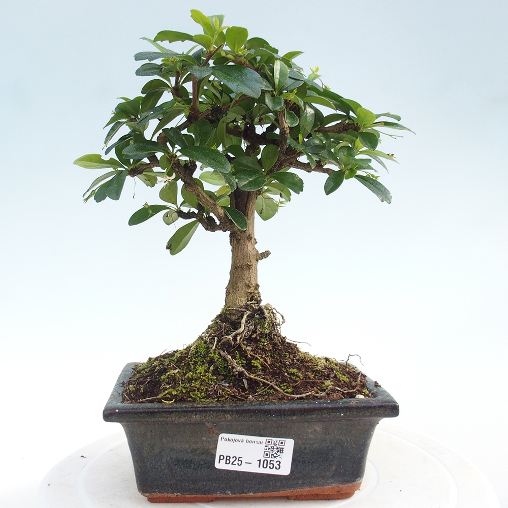 Bonsai wewnętrzne - Carmona makrophylla - Herbata Fuki