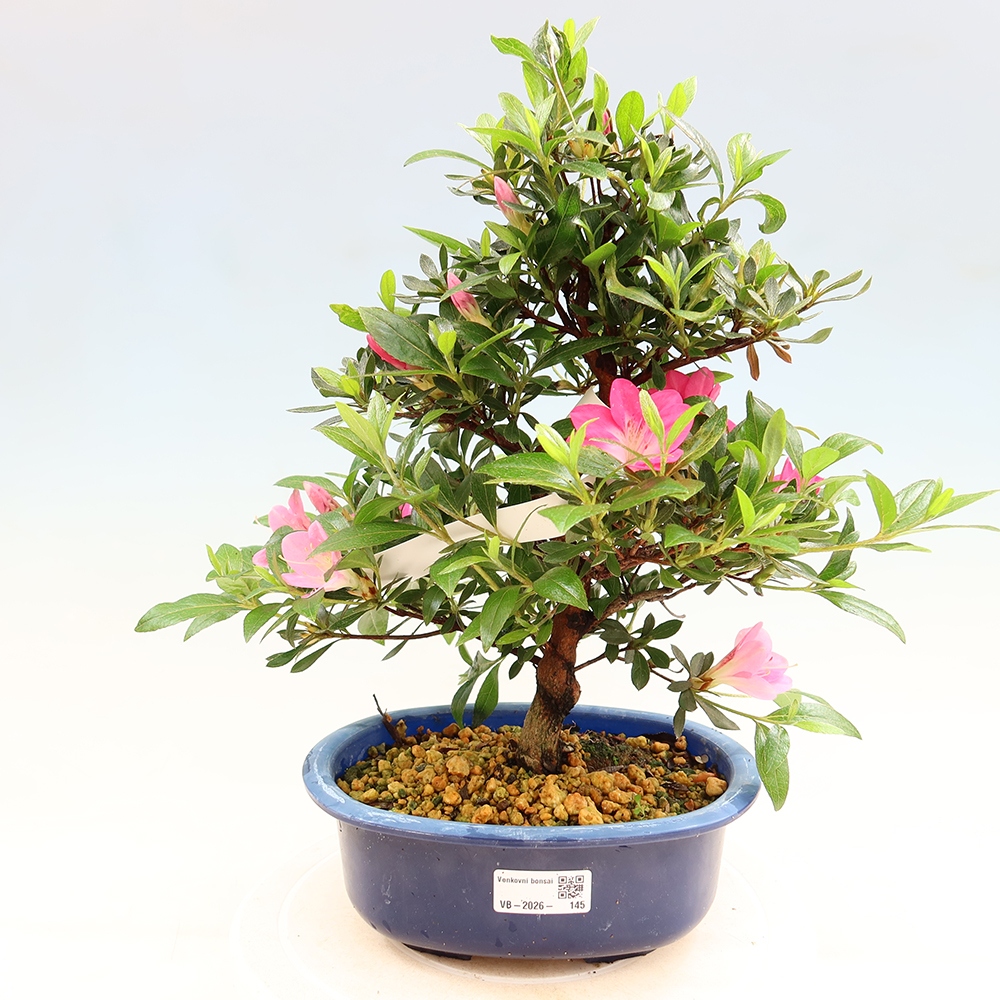 Bonsai zewnętrzne - Azalia japońska - Azalia Reiko