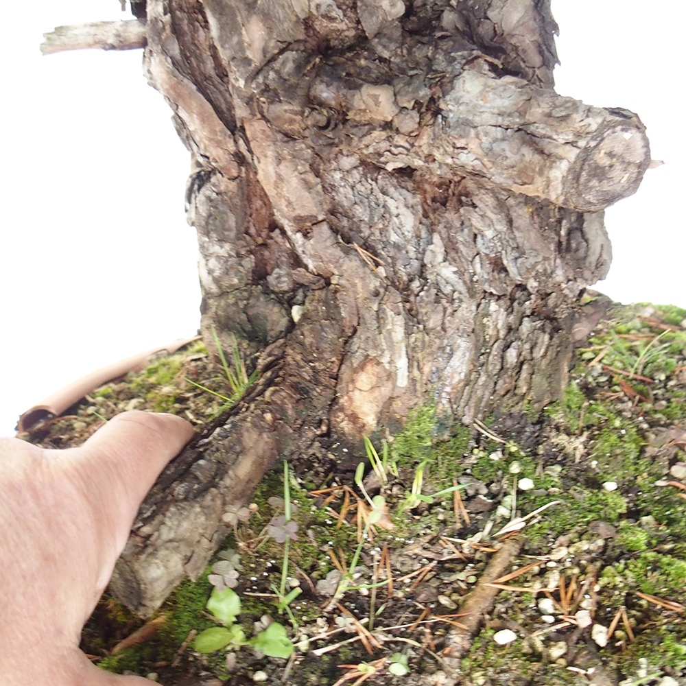 Yamadori - Pinus sylvestris Hiszpania