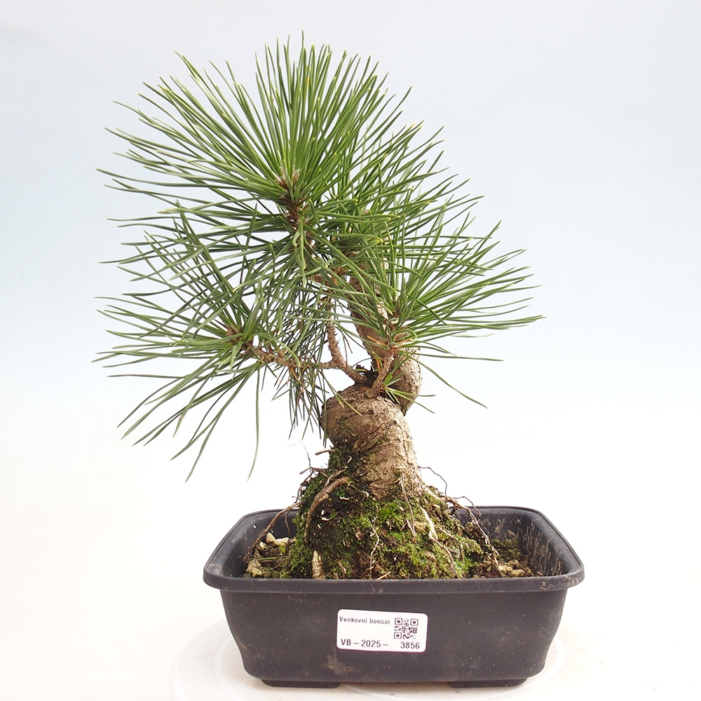 Outdoor bonsai - Pinus thunbergii - sosna Thunberga