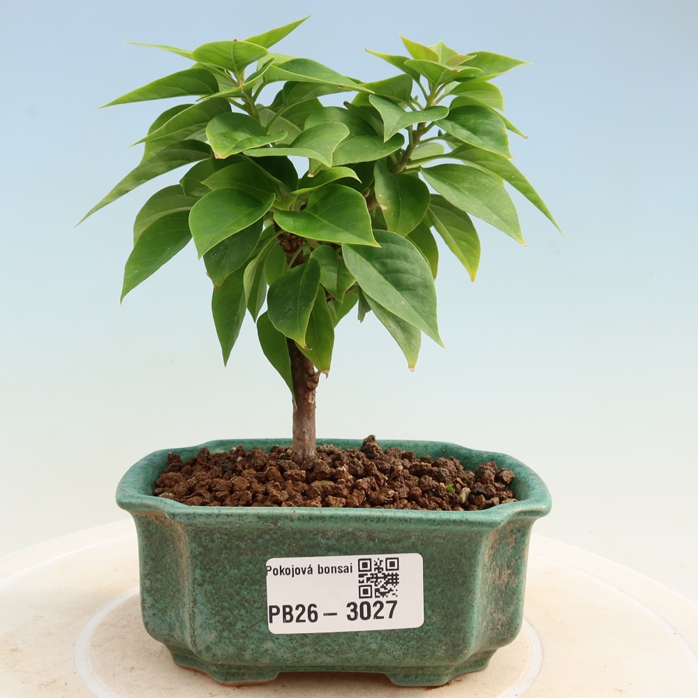 Pokój bonsai - Bouganwilea