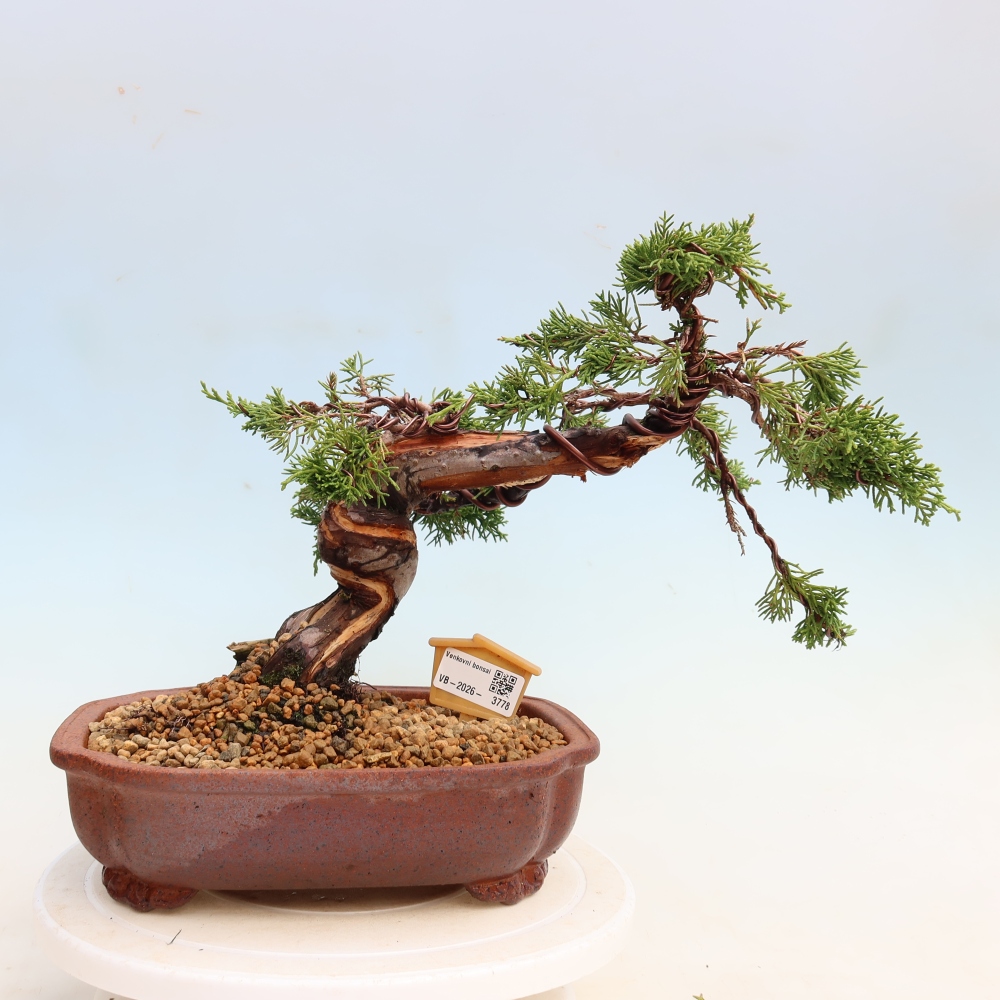Bonsai ogrodowe – Juniperus chinensis Itoigawa – jałowiec chiński