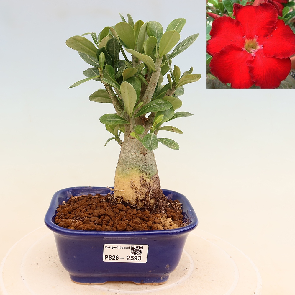 Bonsai pokojowe – Adenium obesum Red Star – Róża pustynna
