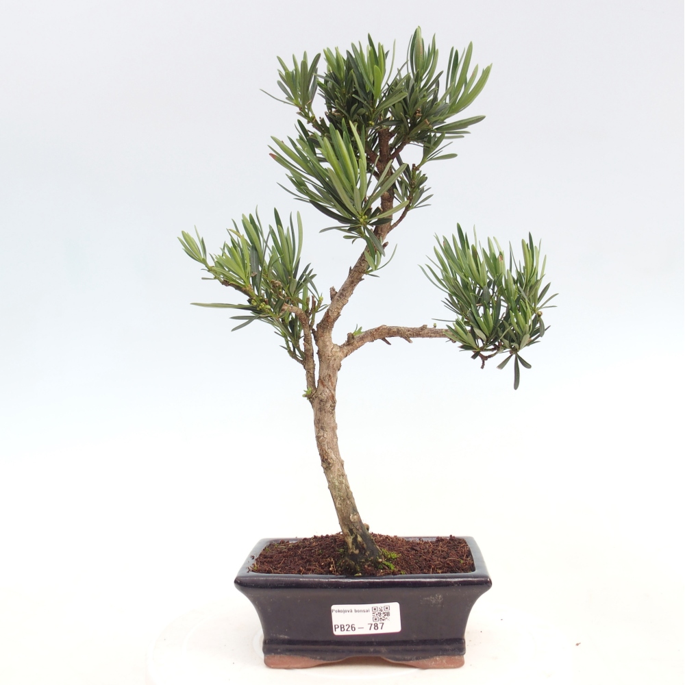 Pokój bonsai - Podocarpus - Kamienny cis