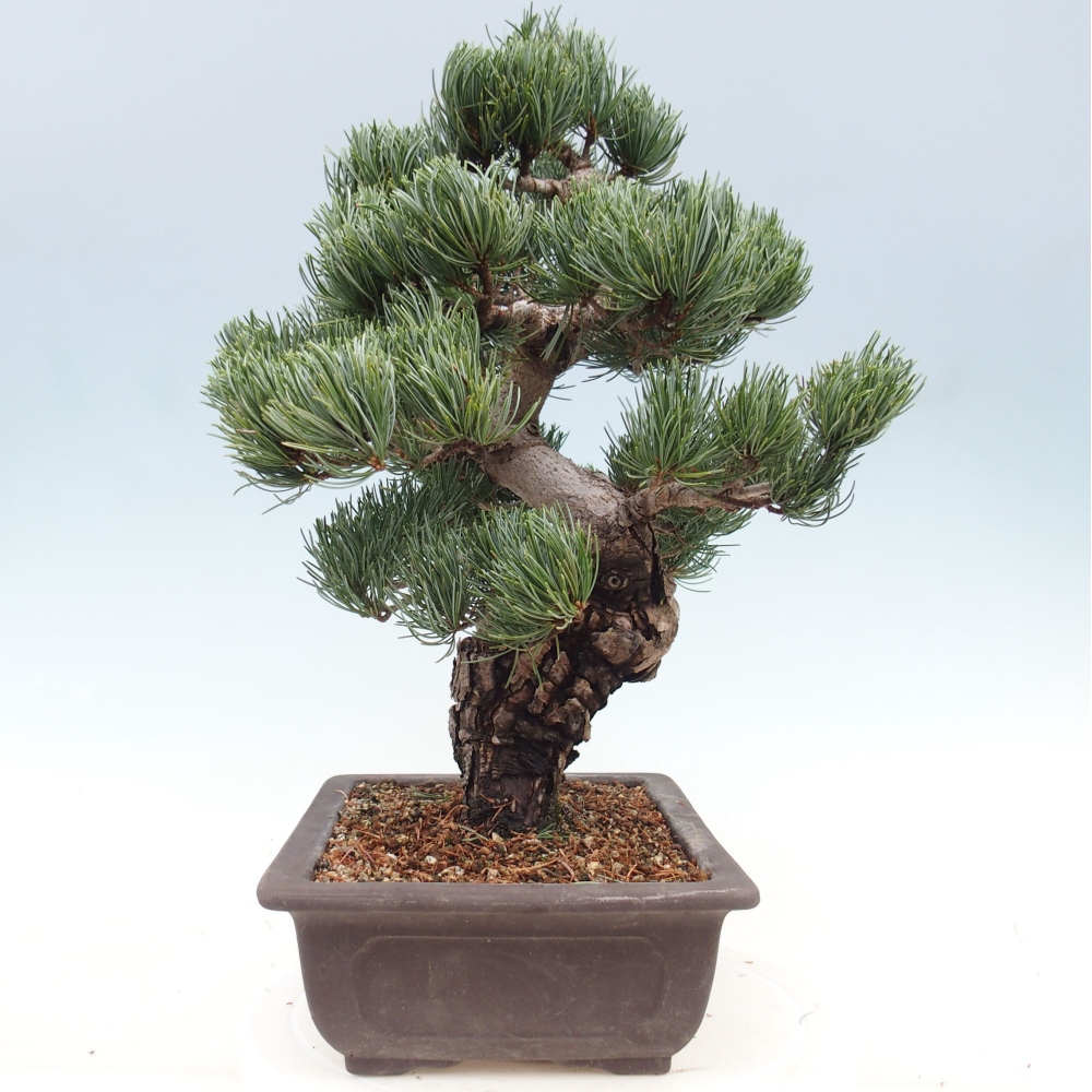 Outdoor bonsai - Pinus parviflora - Mała sosna