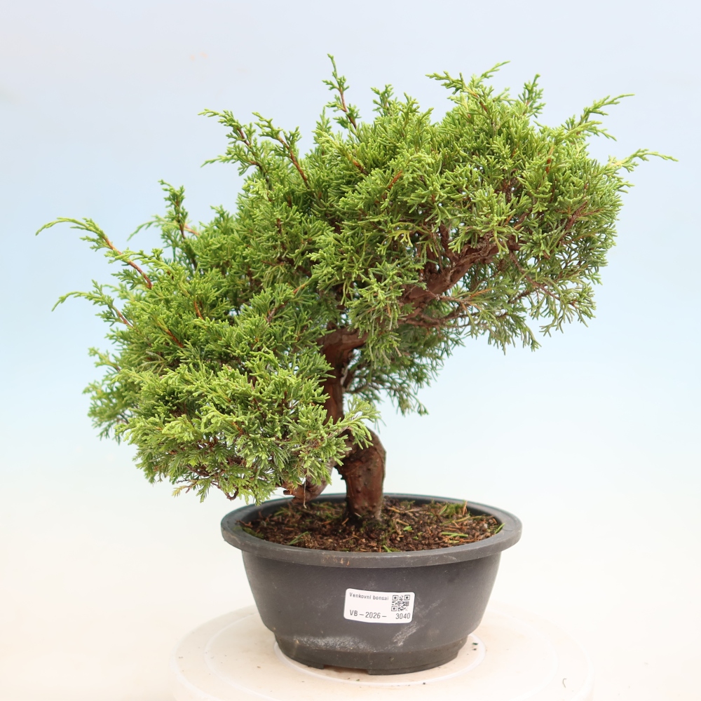 Bonsai ogrodowe – Juniperus chinensis Itoigawa – jałowiec chiński