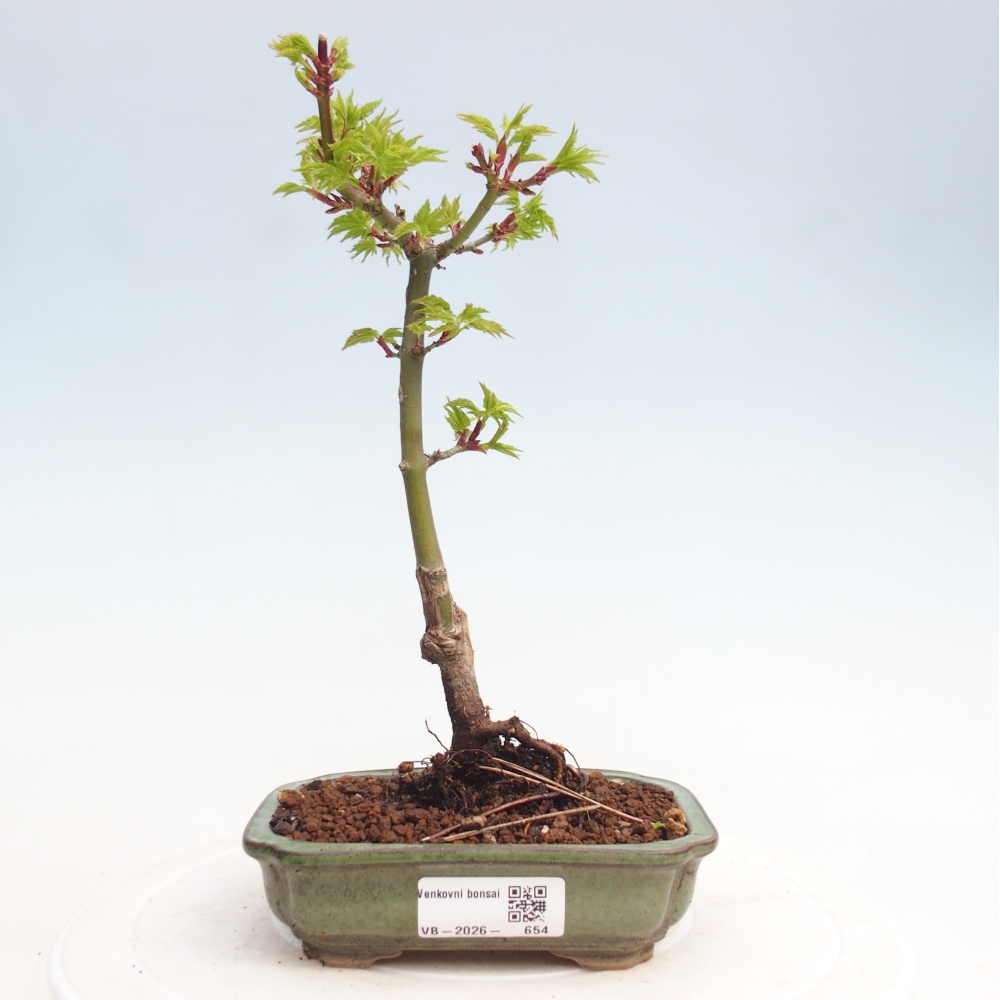 Outdoor bonsai - Jawor drobnolistny SHISHIGASHIRA