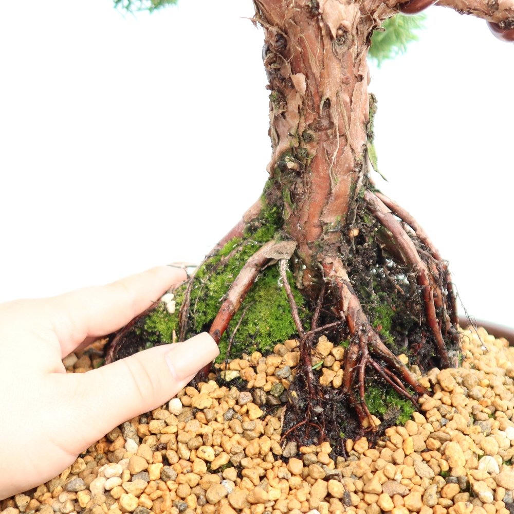 Outdoor bonsai - Juniperus chinensis Kishu