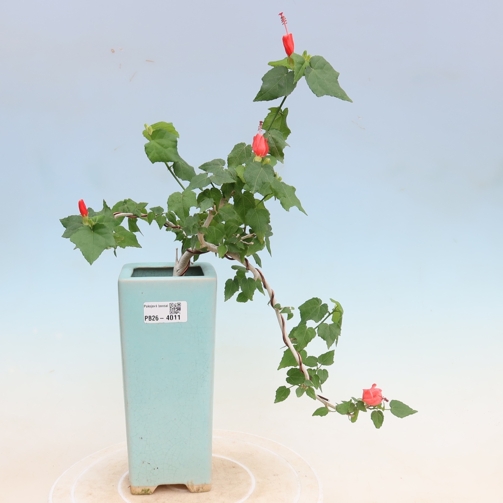 Bonsai domowe - Malvaviscus arboreus