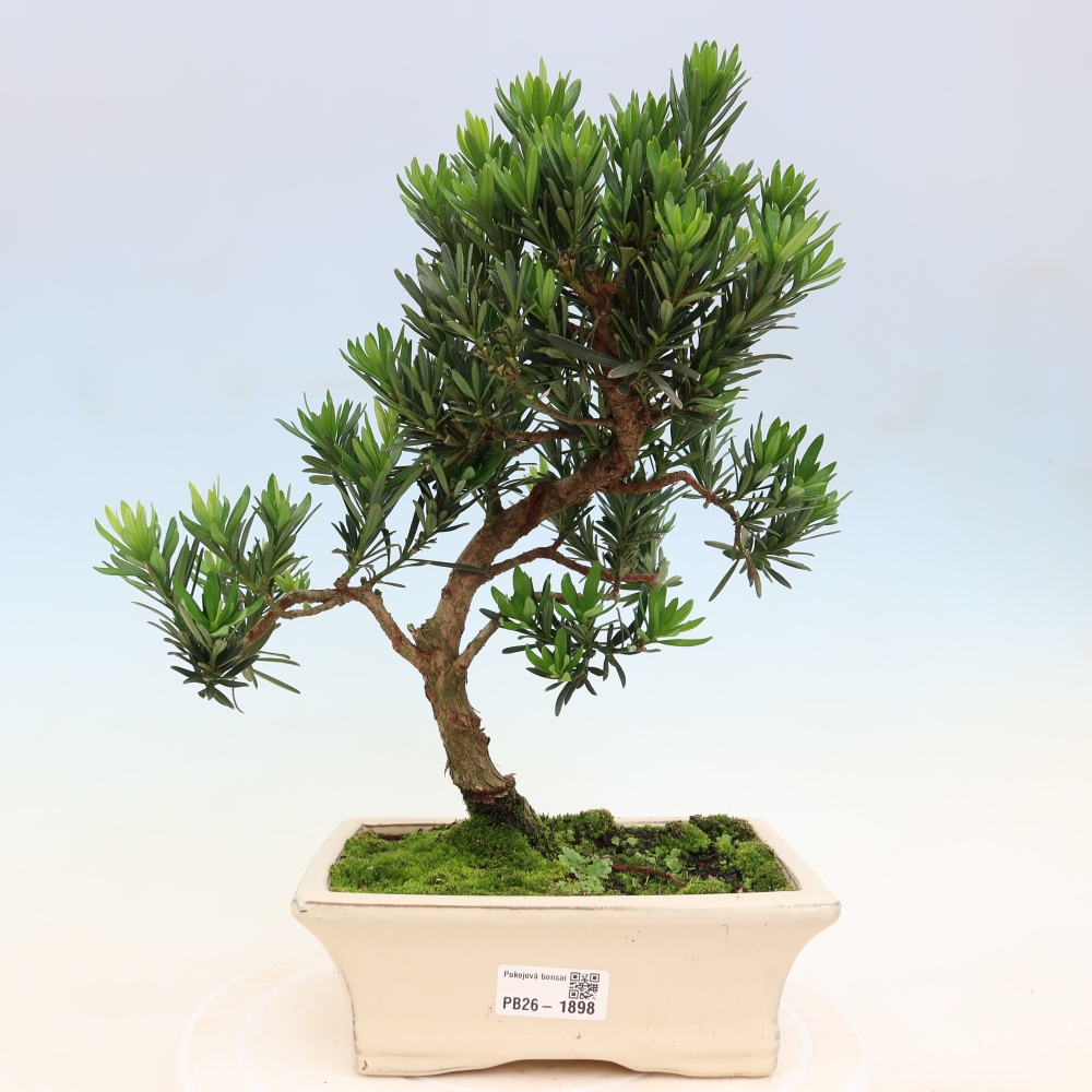 Pokój bonsai - Podocarpus - Kamienny cis