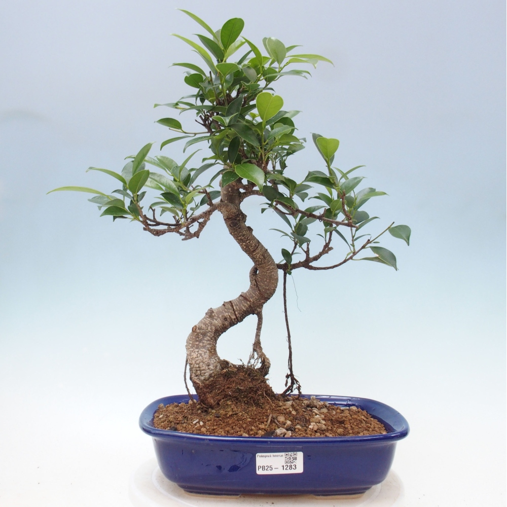 Kryty bonsai - kimono Ficus - figowiec drobnolistny