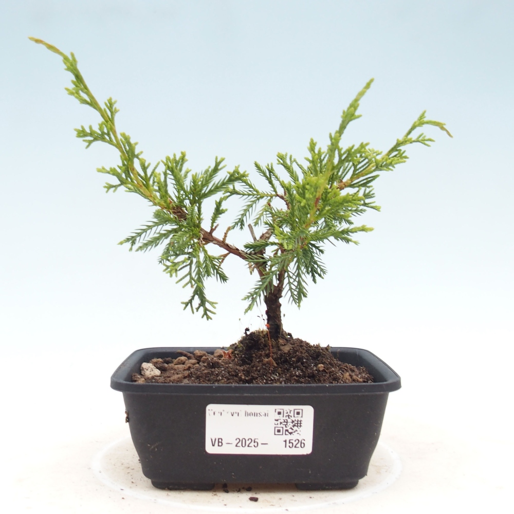 Outdoor bonsai - Juniperus chinensis Itoigawa - Jałowiec chiński