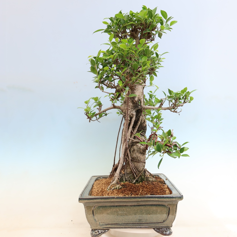 Pokój bonsai - Ficus kimmen - figowiec drobnolistny