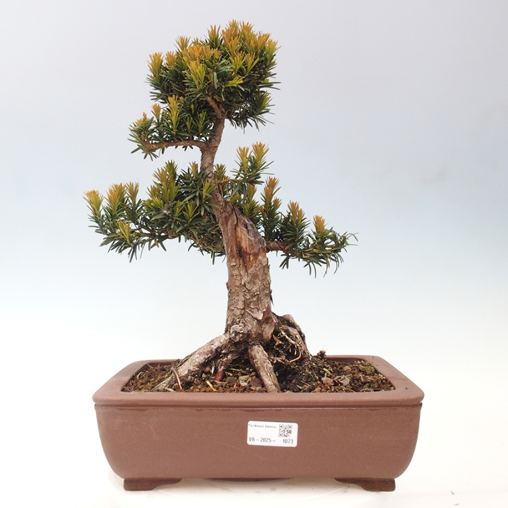Bonsai na zewnątrz - Taxus cuspidata - cis japoński
