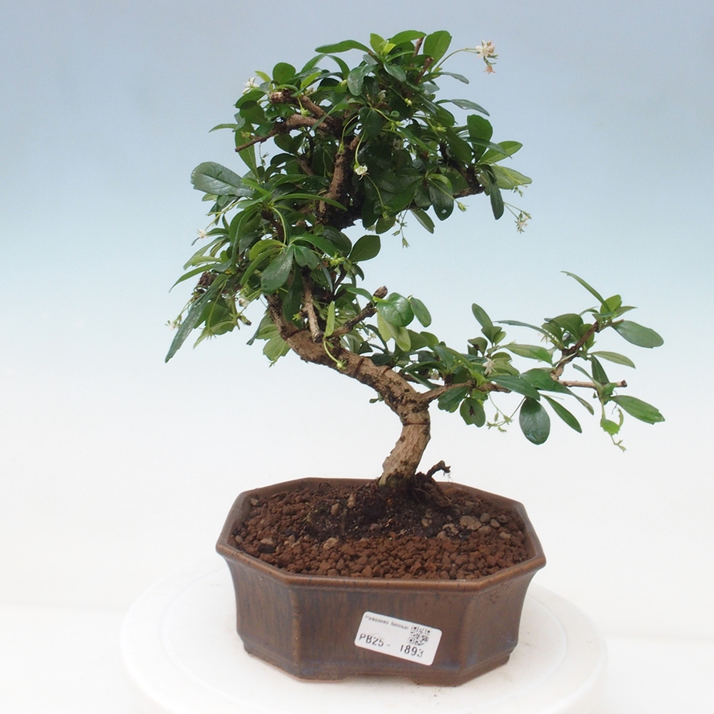 Pokój bonsai - Carmona macrophylla - Tea fuki