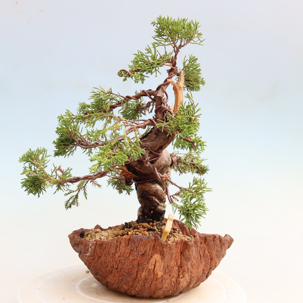 Bonsai ogrodowe – Juniperus chinensis Itoigawa – jałowiec chiński