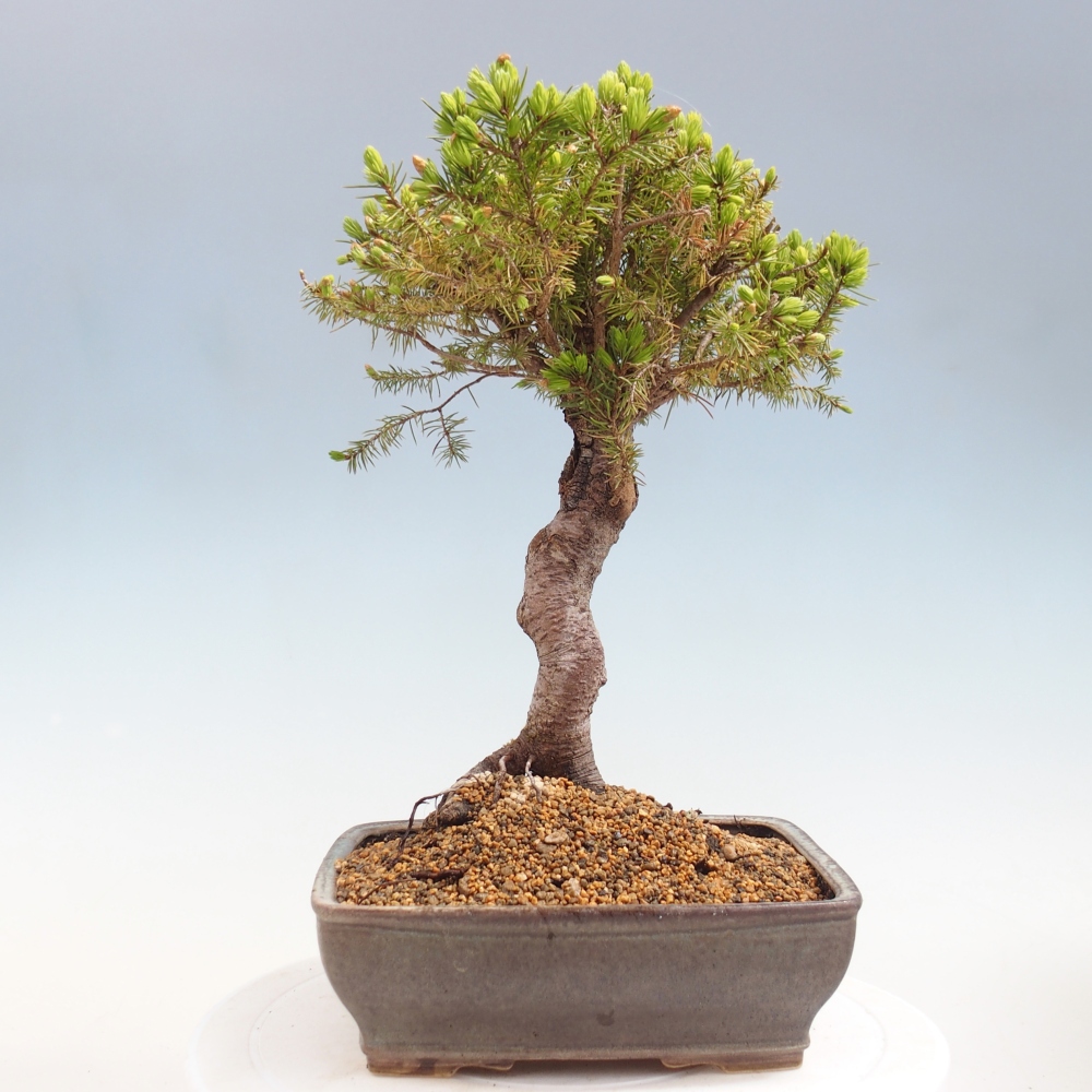Outdoor bonsai - Świerk pospolity - Picea glauca globe