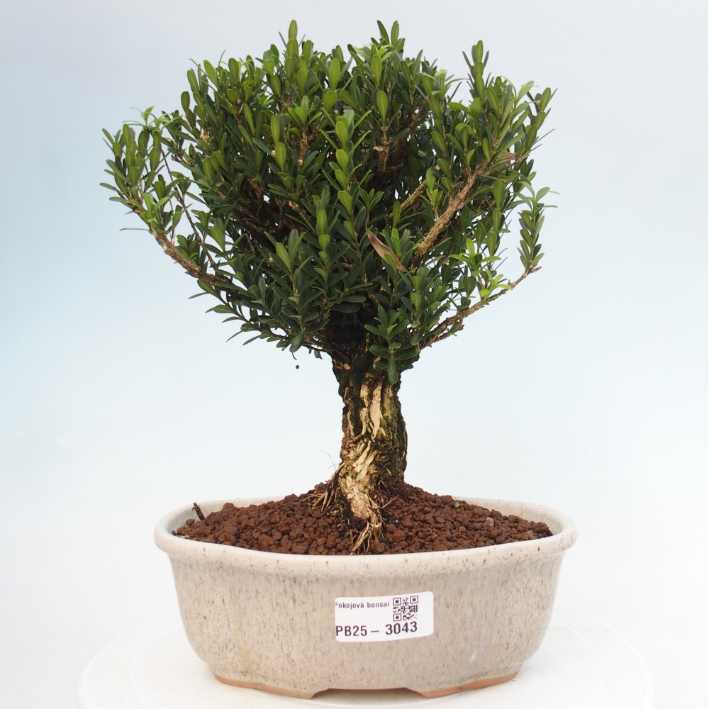 Kryty bonsai - Buxus harlandii - Bukszpan korkowy