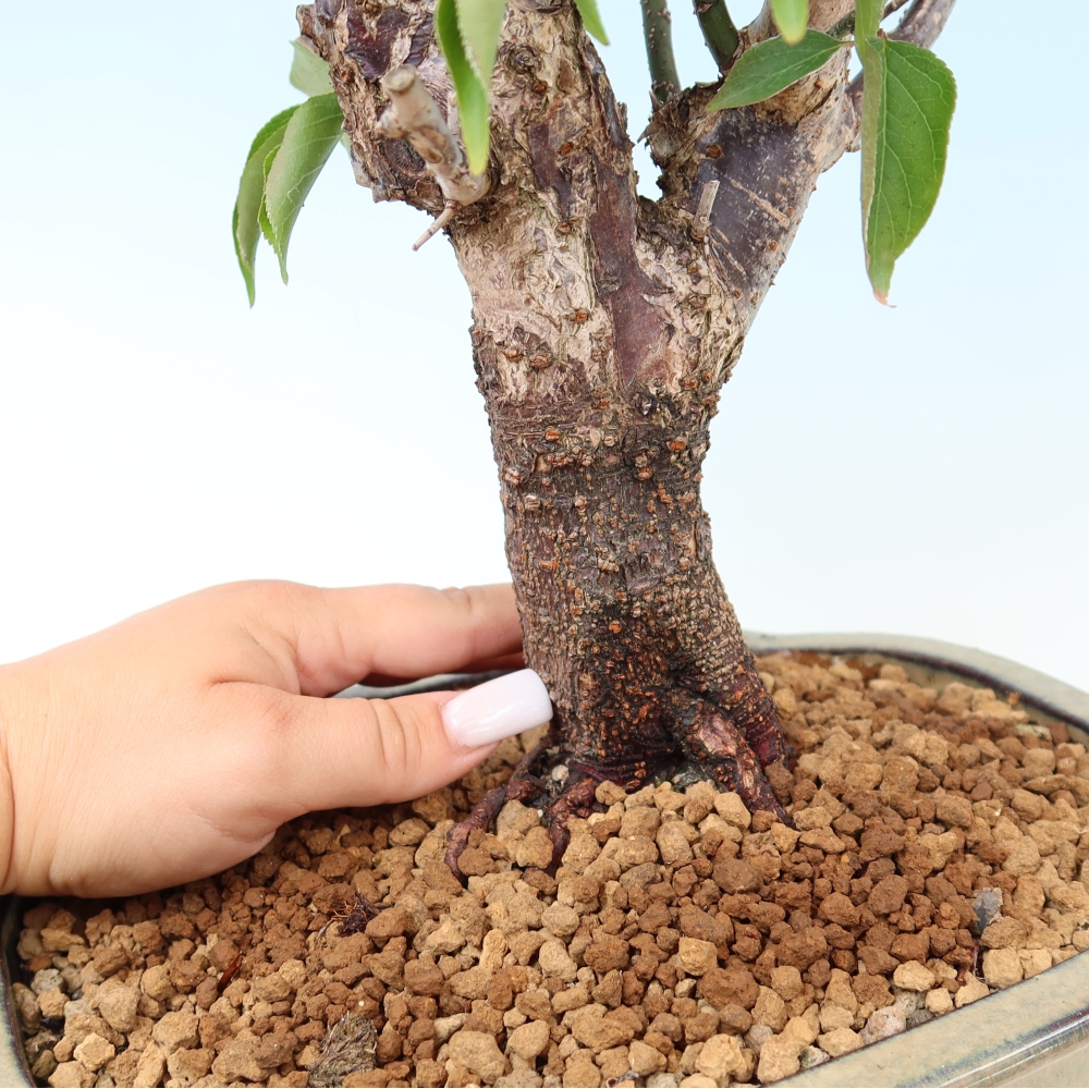 Bonsai ogrodowe – japońska śliwka – Prunus Mume