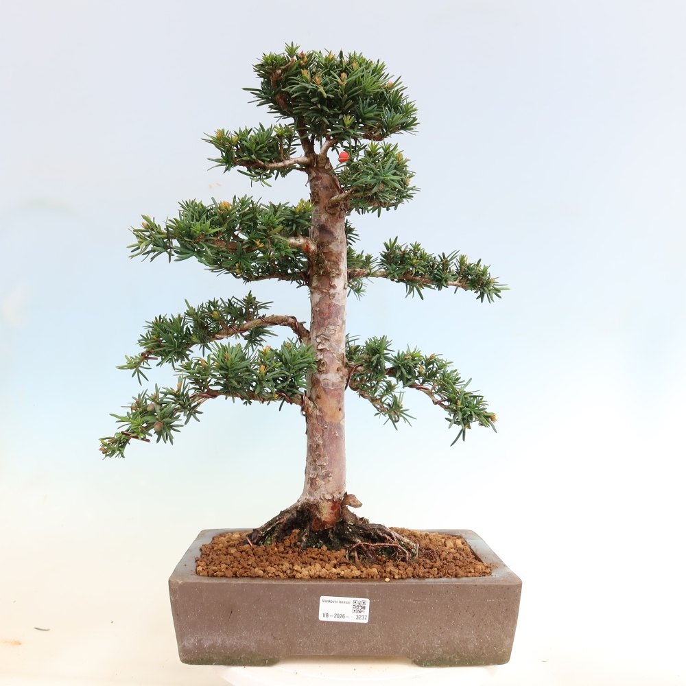 Bonsai ogrodowe – Taxus cuspidata – cis japoński