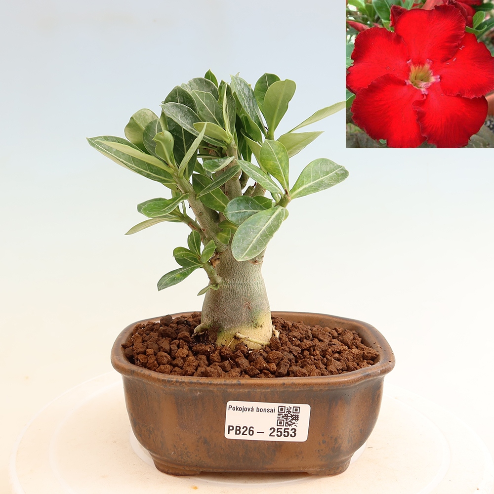 Bonsai pokojowe – Adenium obesum Red Star – Róża pustynna