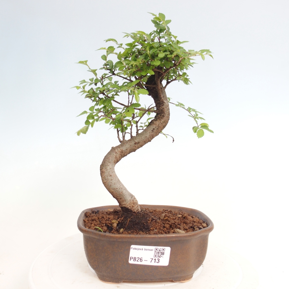 Pokój bonsai - Ulmus parvifolia - Wiąz drobnolistny