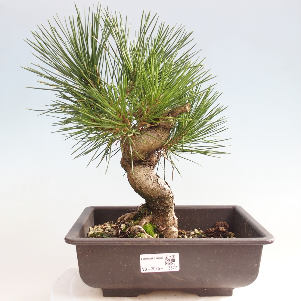 Outdoor bonsai - Pinus thunbergii - sosna Thunberga