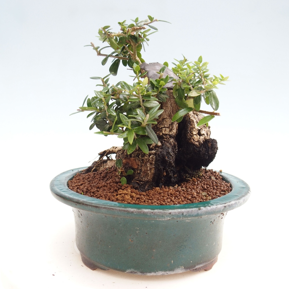Kryte bonsai - Olea europaea sylvestris - Europejska oliwa z małych liści