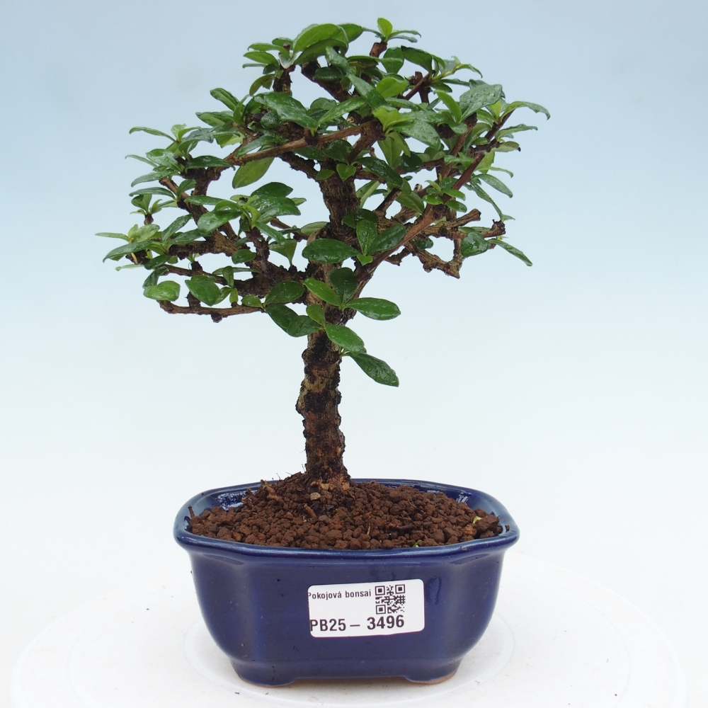 Bonsai pokojowe - Carmona macrophylla - Tea fuki