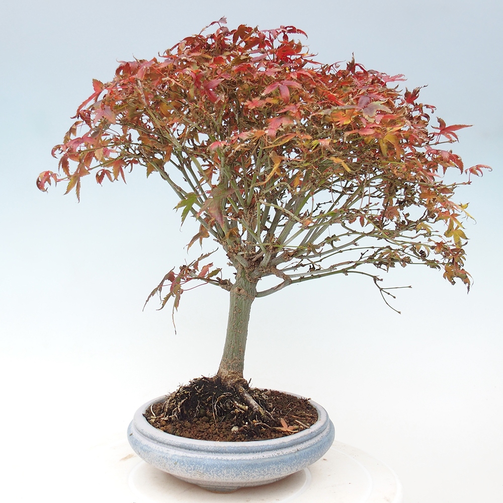Acer palmatum KIOHIME - klon palmowy