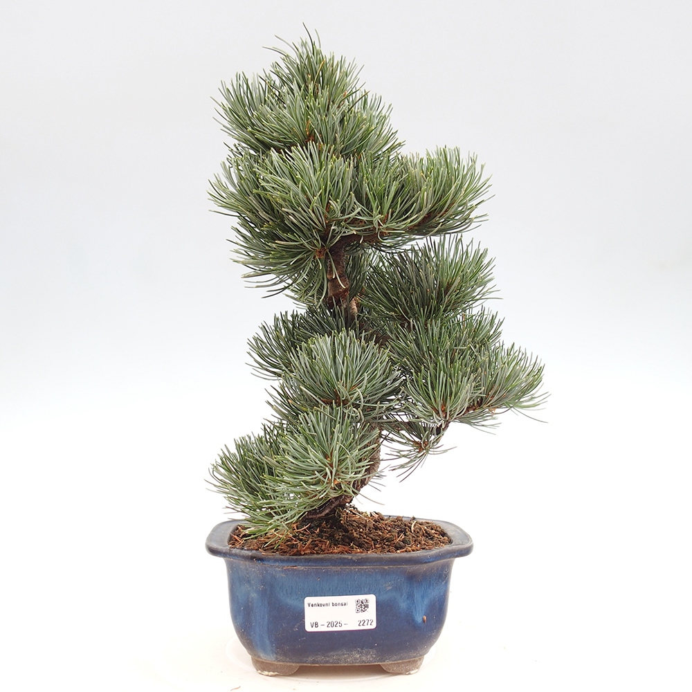 Outdoor bonsai - Pinus parviflora - Mała sosna