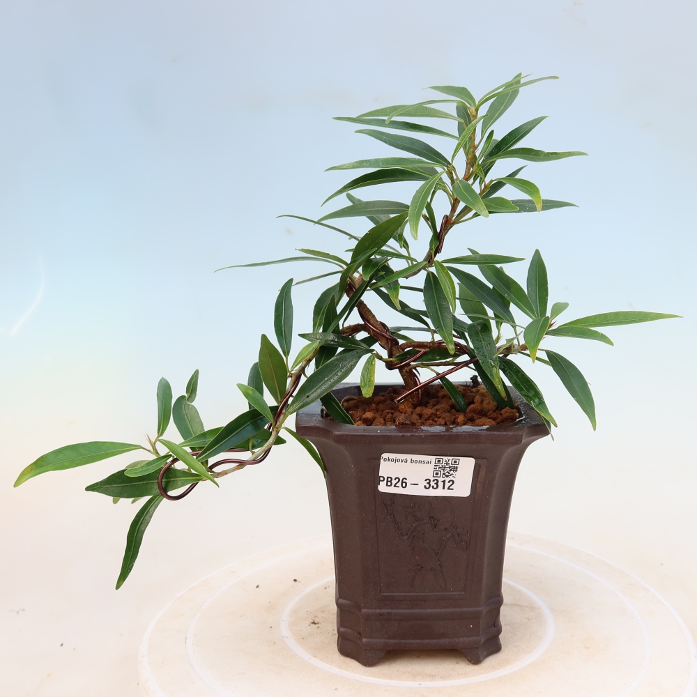 Pokój bonsai - Ficus nerifolia - figowiec drobnolistny