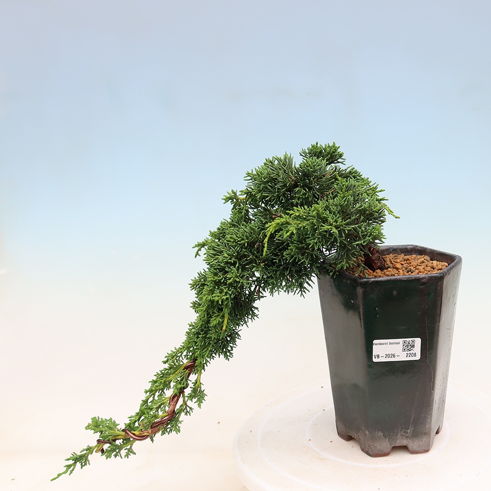 Outdoor bonsai - Juniperus chinensis Kishu