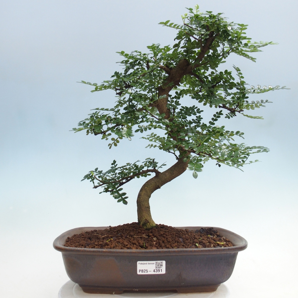 Pokój bonsai - Zantoxylum piperitum - drzewo pieprzowe