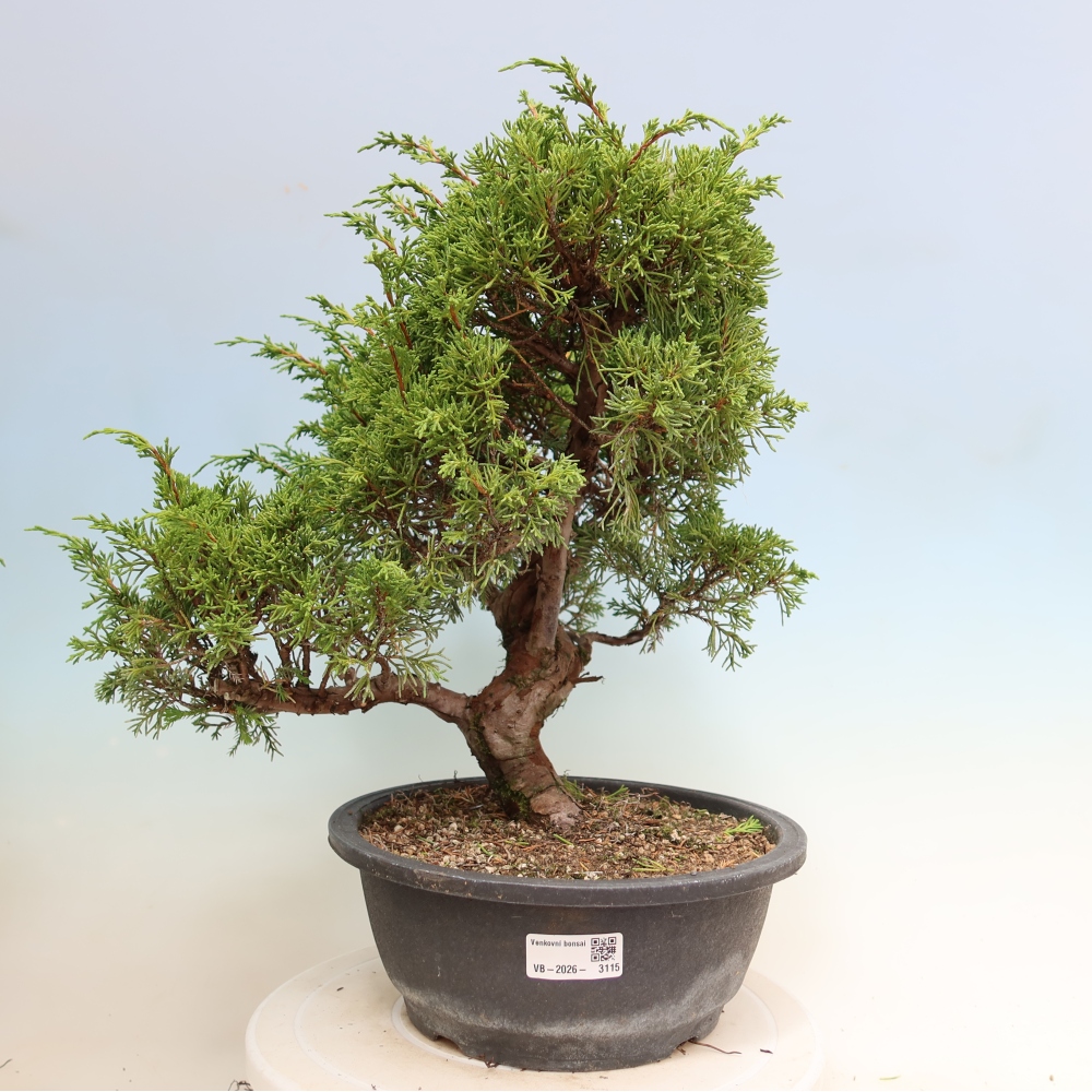 Bonsai ogrodowe – Juniperus chinensis Itoigawa – jałowiec chiński