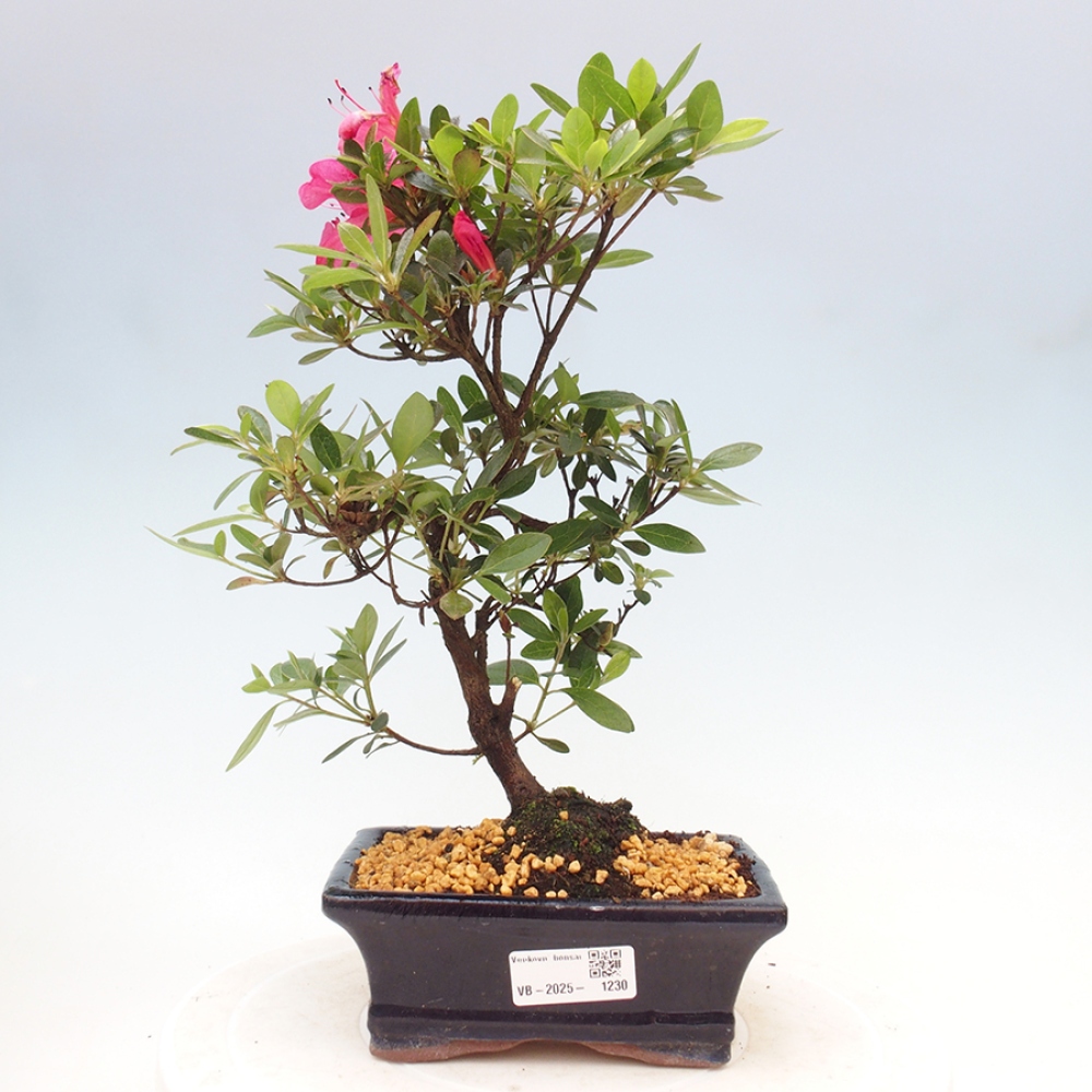 Bonsai zewnętrzne - Azalia japońska - Azalea sp.