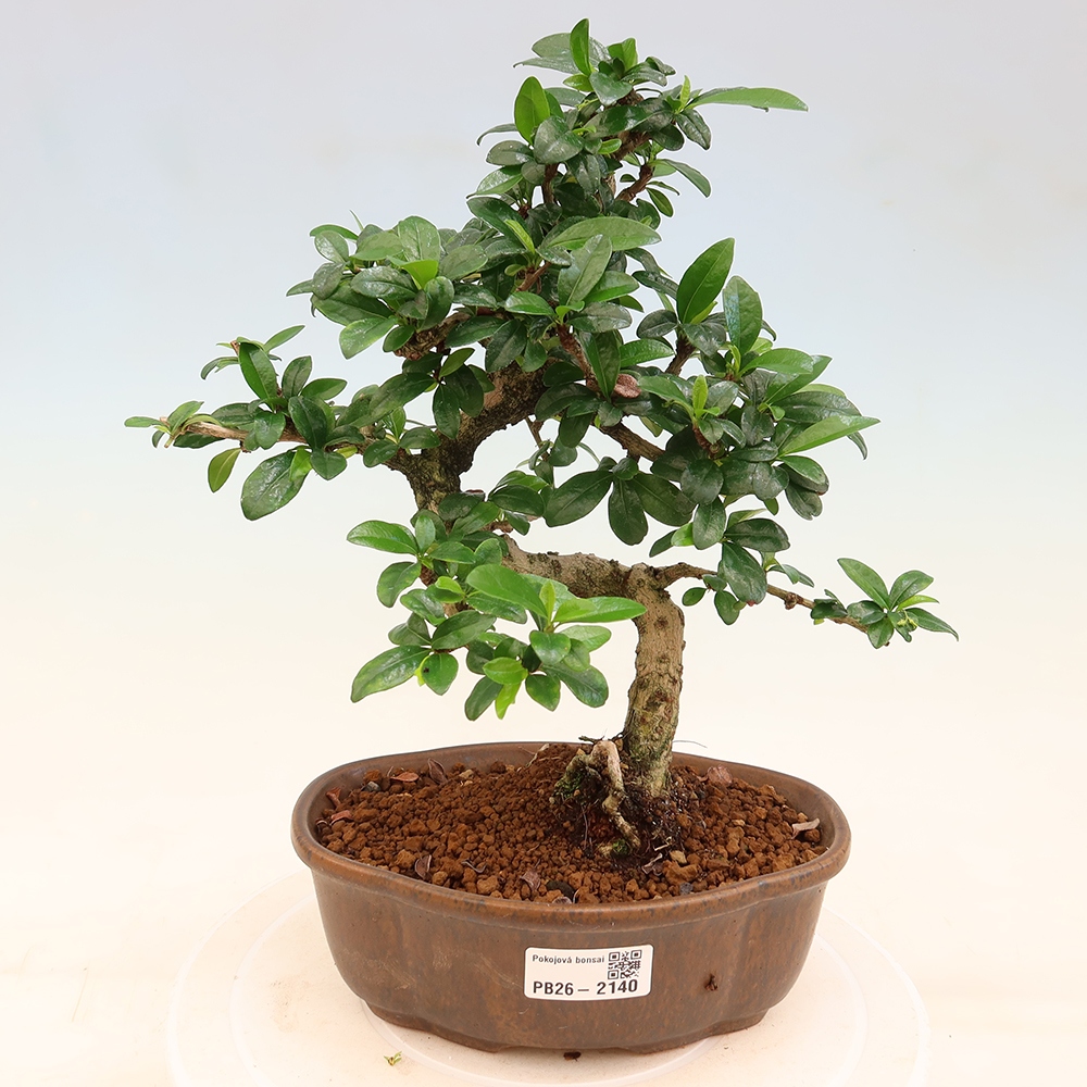 Bonsai pokojowe - Carmona macrophylla - Tea fuki