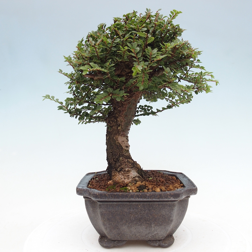 Bonsai zewnętrzne - Ulmus parvifolia Hokkaido - wiąz chiński