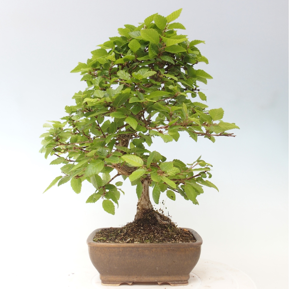 Outdoor bonsai - Carpinus CARPINOIDES - grab koreański