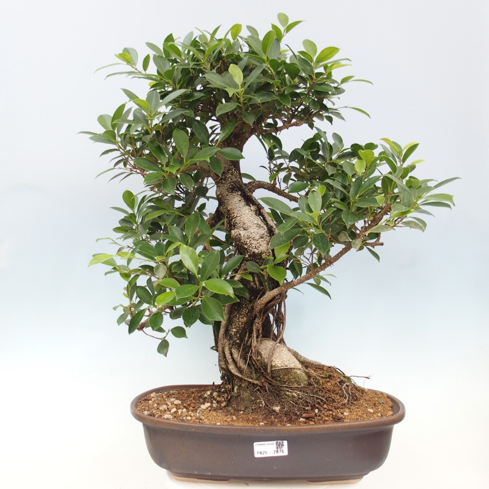 Bonsai pokojowe - Ficus kimmen - figowiec drobnolistny - WYŁĄCZNIE ODBIÓR OSOBISTY lub transport paletowy