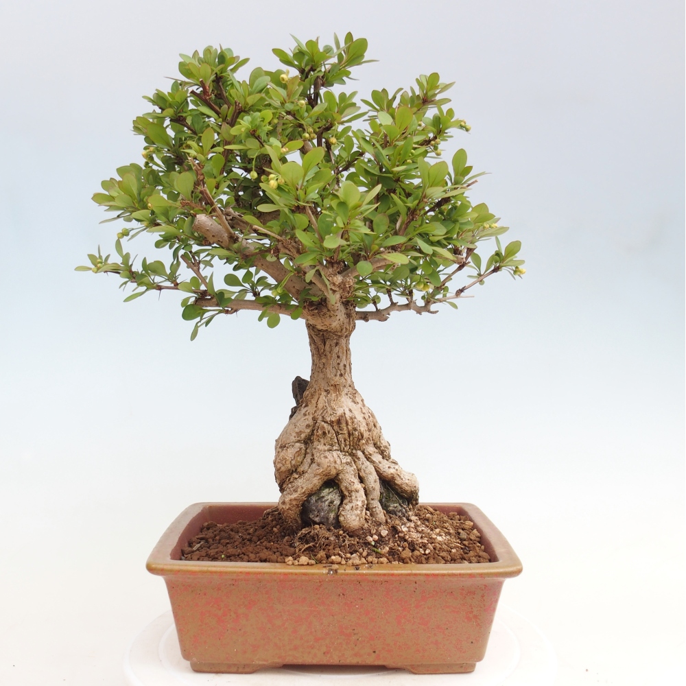 Bonsai zewnętrzne - Berberis coreana