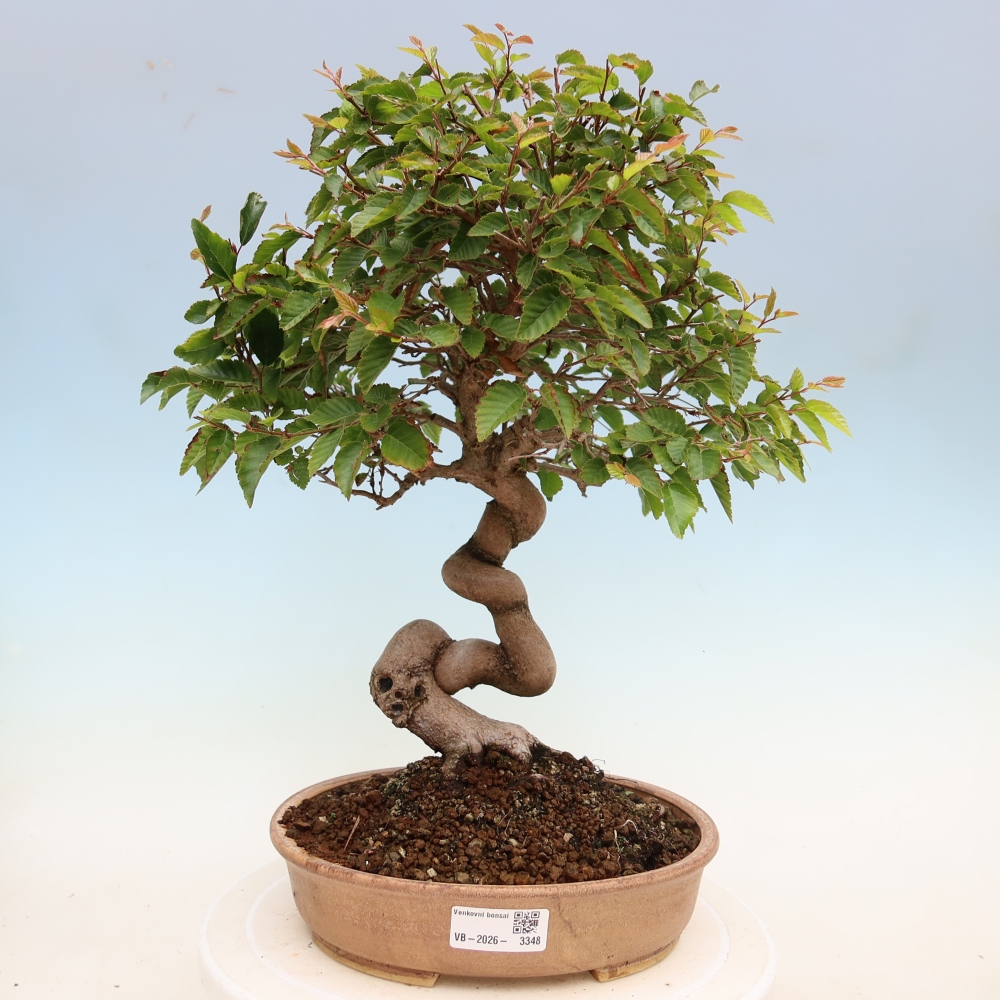 Outdoor bonsai - Carpinus coreana - grab koreański