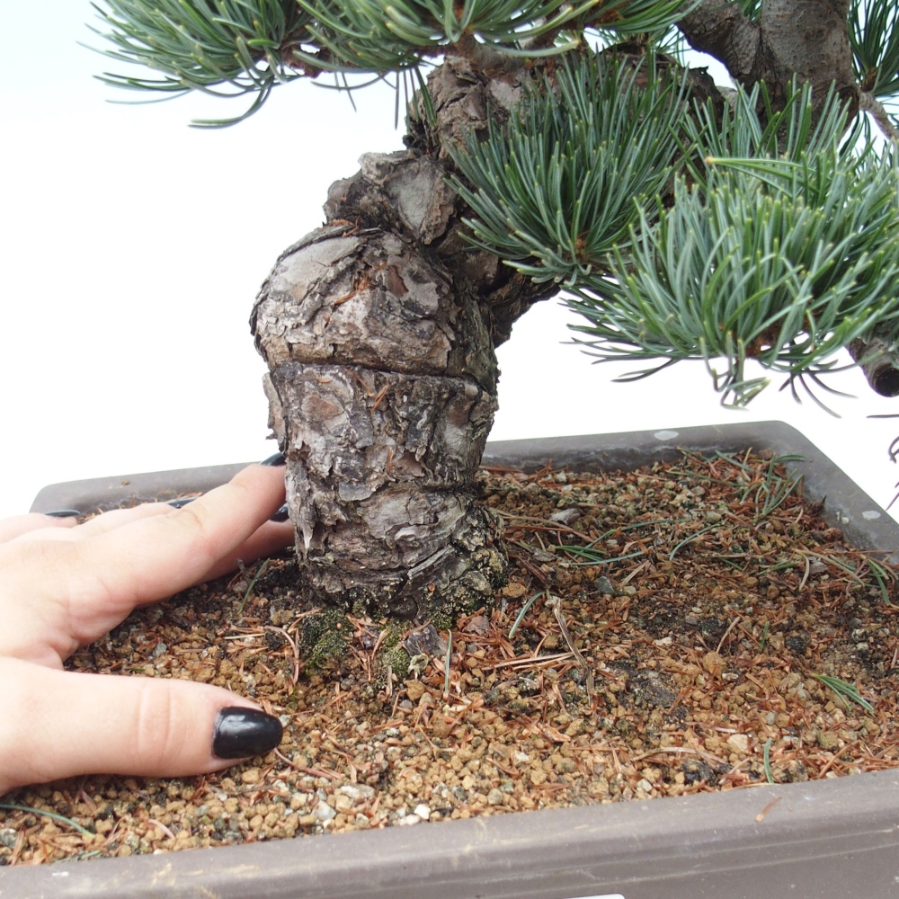 Outdoor bonsai - Pinus parviflora - Mała sosna