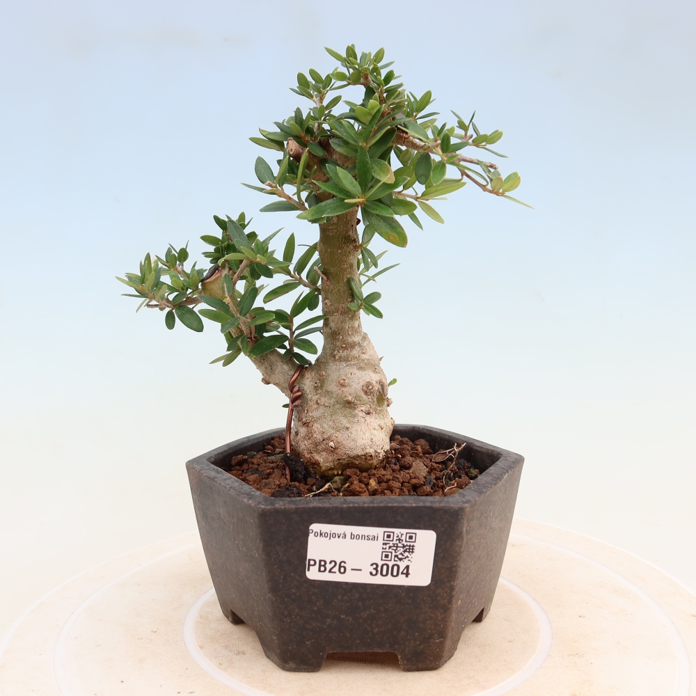 Bonsai do wnętrz - Olea europaea sylvestris