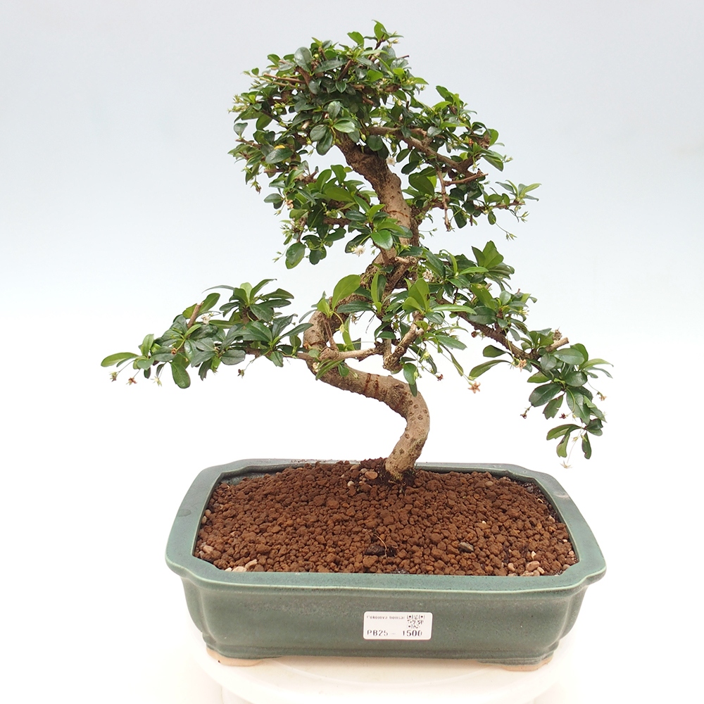 Pokój bonsai - Carmona macrophylla - Tea fuki