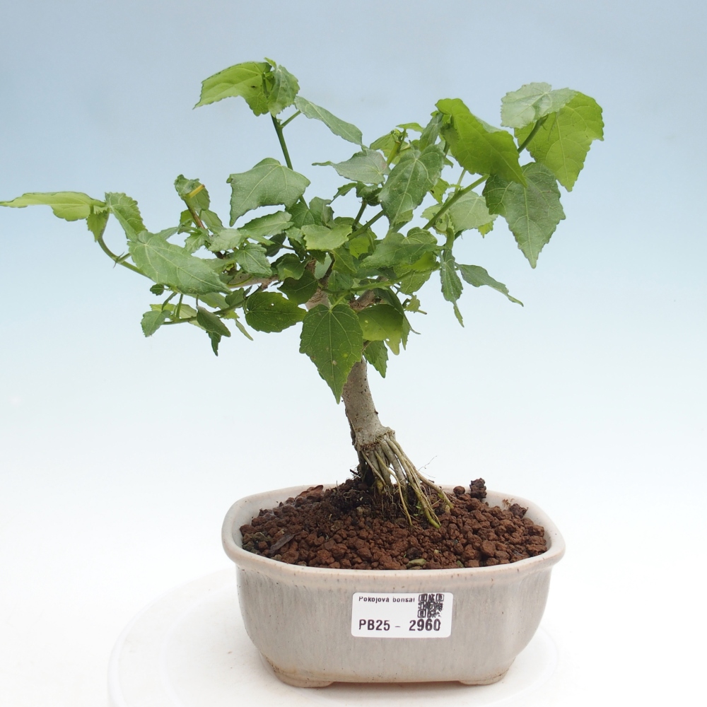 Kryte bonsai - Malvaviscus arboreus - hibiskus drzewny