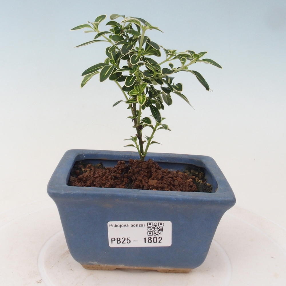 Bonsai do wnętrz - Serissa foetida Variegata - Drzewo tysiąca gwiazd